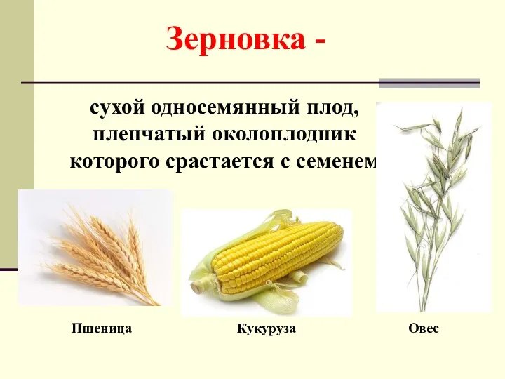 Зерновка - сухой односемянный плод, пленчатый околоплодник которого срастается с семенем Пшеница Кукуруза Овес