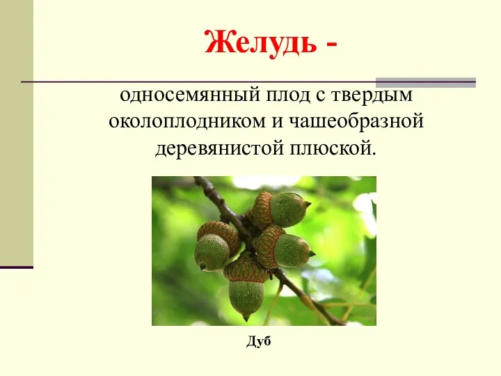 Желудь - Дуб односемянный плод с твердым околоплодником и чашеобразной деревянистой плюской.
