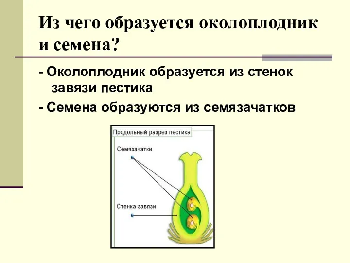 Из чего образуется околоплодник и семена? - Околоплодник образуется из