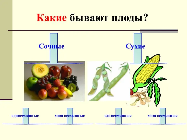 Какие бывают плоды?