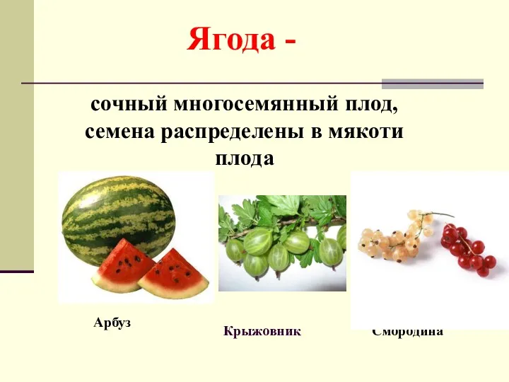 Арбуз Крыжовник Ягода - сочный многосемянный плод, семена распределены в мякоти плода Смородина