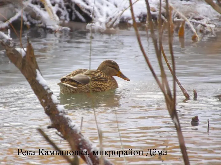 Река Камышовка, микрорайон Дёма