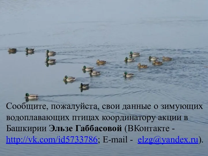 Сообщите, пожалуйста, свои данные о зимующих водоплавающих птицах координатору акции в Башкирии Эльзе
