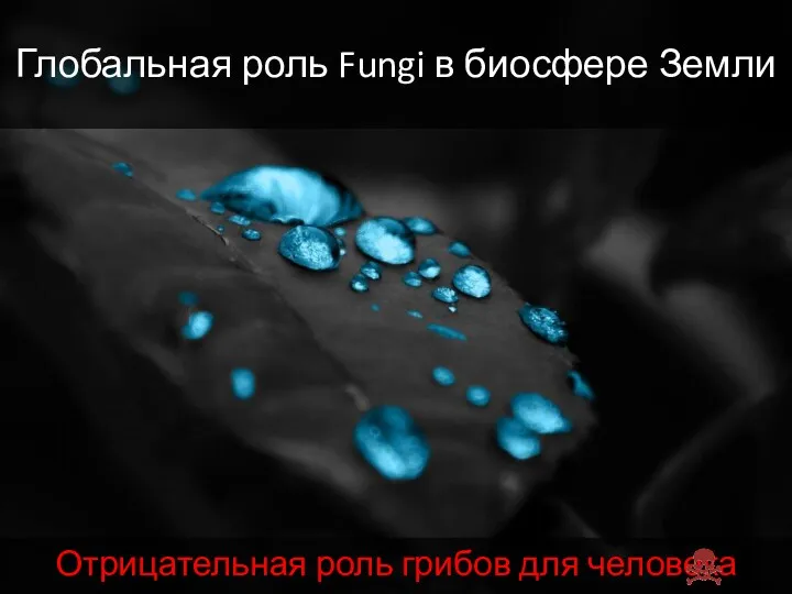 Глобальная роль Fungi в биосфере Земли Отрицательная роль грибов для человека