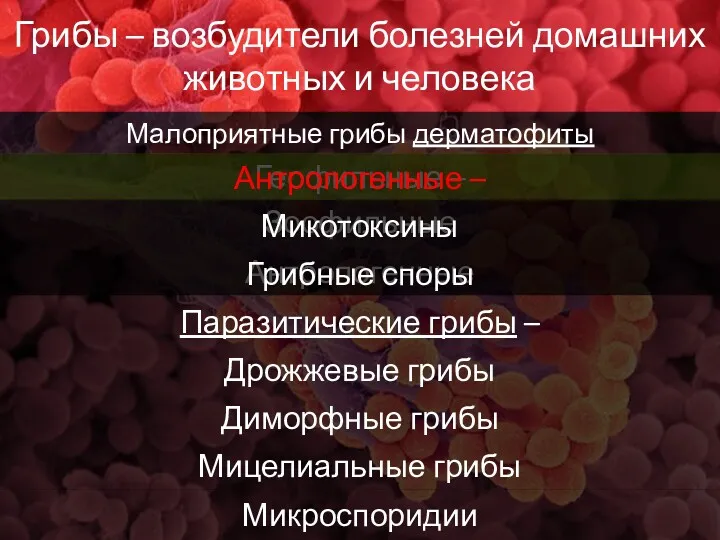 Грибы – возбудители болезней домашних животных и человека Зоофильные Малоприятные грибы дерматофиты Геофильные