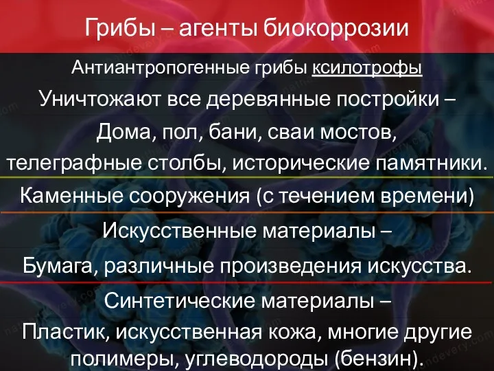 Грибы – агенты биокоррозии Уничтожают все деревянные постройки – Антиантропогенные