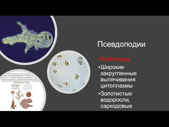 Псевдоподии Лобоподии Широкие закругленные выпячивания цитоплазмы Золотистые водоросли, саркодовые