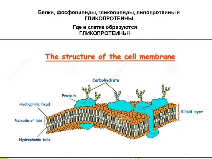 Белки, фосфолипиды, гликолипиды, липопротеины и ГЛИКОПРОТЕИНЫ Где в клетке образуются ГЛИКОПРОТЕИНЫ?