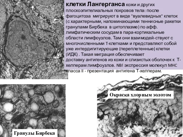 Гранулы Бирбека Окраска хлорным золотом клетки Лангерганса кожи и других