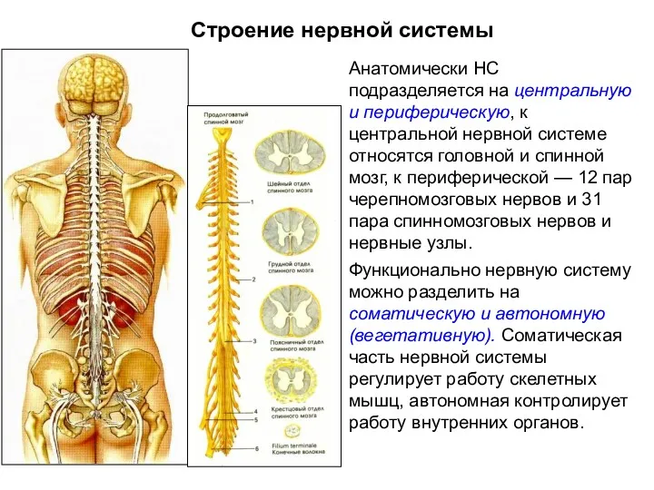 Строение нервной системы Анатомически НС подразделяется на центральную и периферическую,