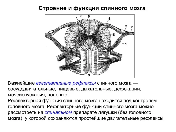 Строение и функции спинного мозга Важнейшие вегетативные рефлексы спинного мозга