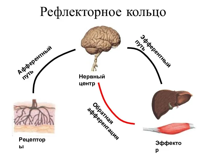 Рефлекторное кольцо Рецепторы Эффектор Нервный центр Афферентный путь Эфферентный путь Обратная афферентация