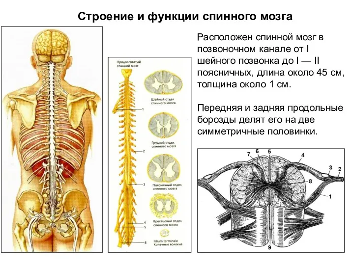 Строение и функции спинного мозга Расположен спинной мозг в позвоночном