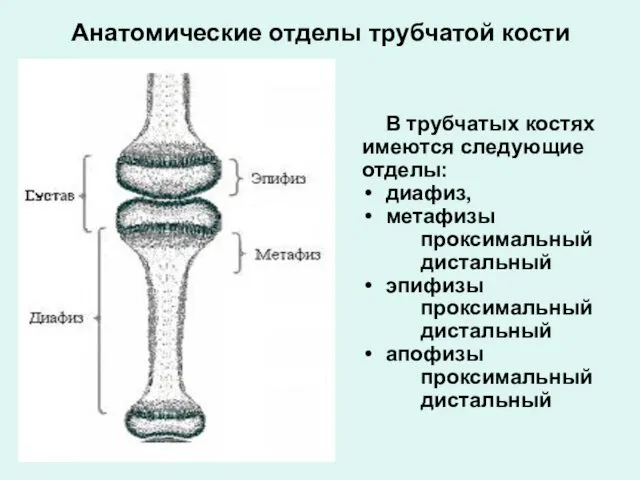 Анатомические отделы трубчатой кости В трубчатых костях имеются следующие отделы: