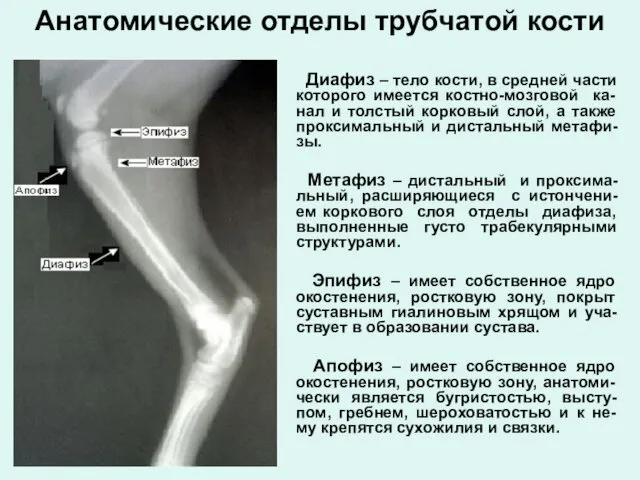 Анатомические отделы трубчатой кости Диафиз – тело кости, в средней части которого имеется