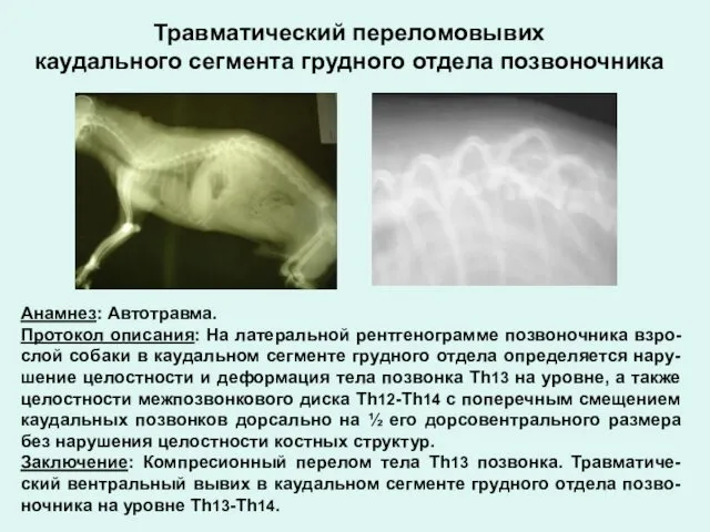 Анамнез: Автотравма. Протокол описания: На латеральной рентгенограмме позвоночника взро-слой собаки