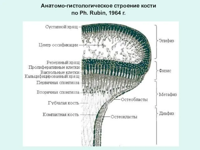 Анатомо-гистологическое строение кости по Ph. Rubin, 1964 г.