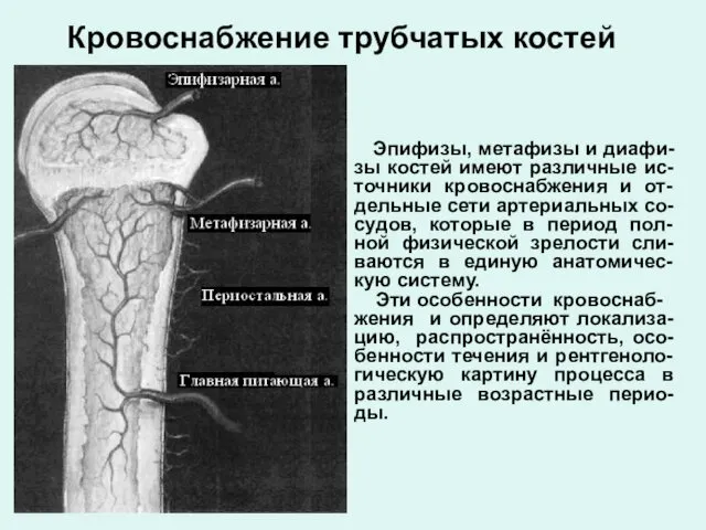 Кровоснабжение трубчатых костей Эпифизы, метафизы и диафи-зы костей имеют различные