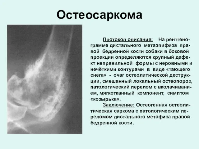 Протокол описания: На рентгено-грамме дистального метаэпифиза пра-вой бедренной кости собаки