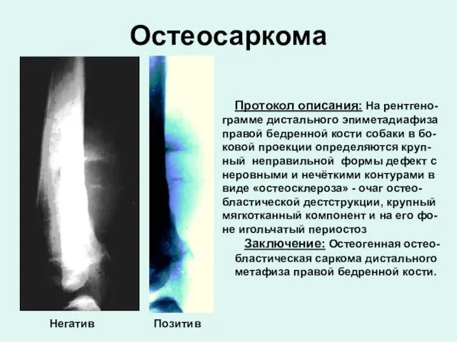 Протокол описания: На рентгено-грамме дистального эпиметадиафиза правой бедренной кости собаки