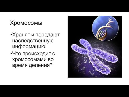 Хромосомы Хранят и передают наследственную информацию Что происходит с хромосомами во время деления?