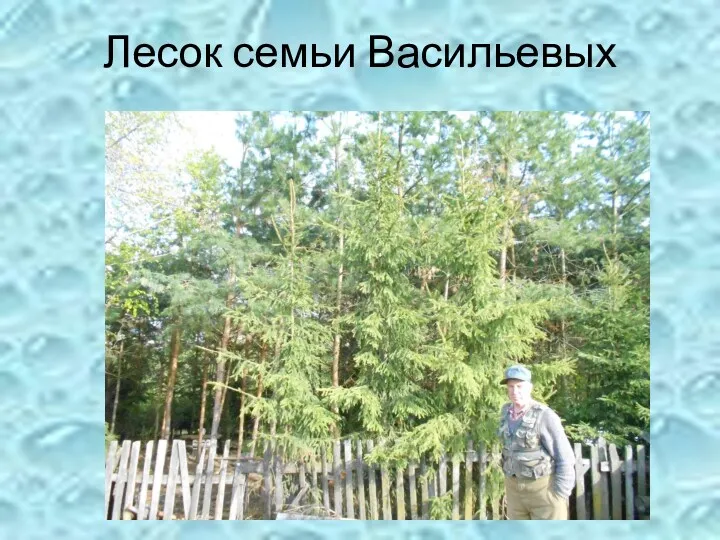 Лесок семьи Васильевых