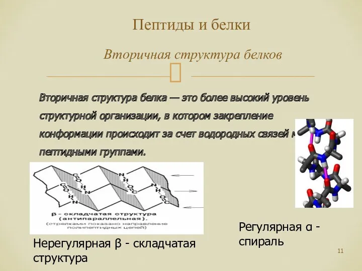 Пептиды и белки Вторичная структура белков Вторичная структура белка —