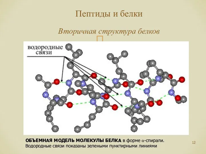 Пептиды и белки Вторичная структура белков ОБЪЕМНАЯ МОДЕЛЬ МОЛЕКУЛЫ БЕЛКА