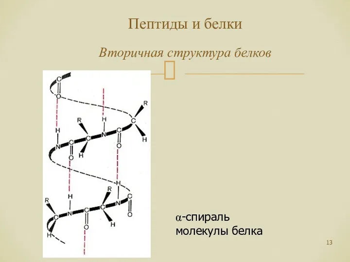 Пептиды и белки Вторичная структура белков α-спираль молекулы белка