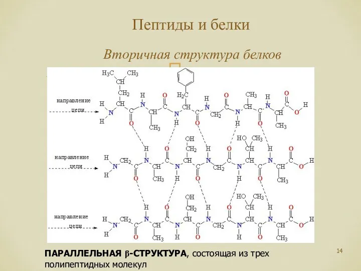 Пептиды и белки Вторичная структура белков ПАРАЛЛЕЛЬНАЯ β-СТРУКТУРА, состоящая из трех полипептидных молекул