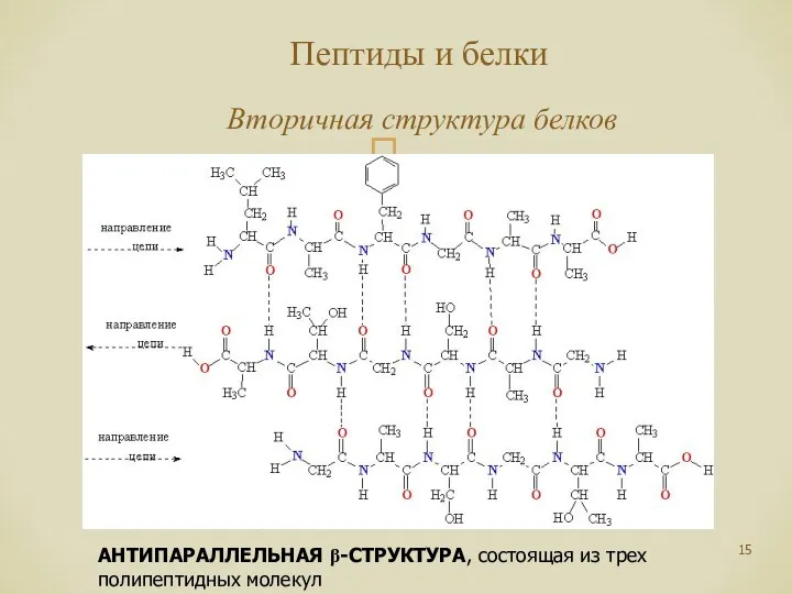 Пептиды и белки Вторичная структура белков АНТИПАРАЛЛЕЛЬНАЯ β-СТРУКТУРА, состоящая из трех полипептидных молекул