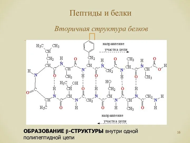 Пептиды и белки Вторичная структура белков ОБРАЗОВАНИЕ β-СТРУКТУРЫ внутри одной полипептидной цепи