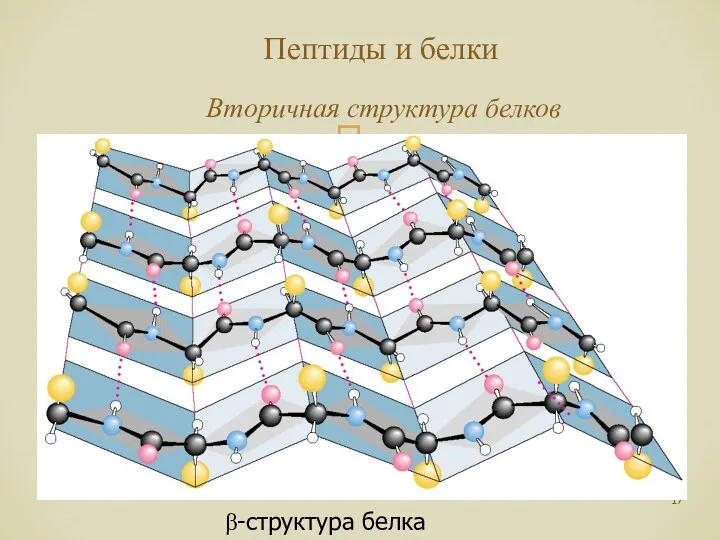 Пептиды и белки Вторичная структура белков β-структура белка