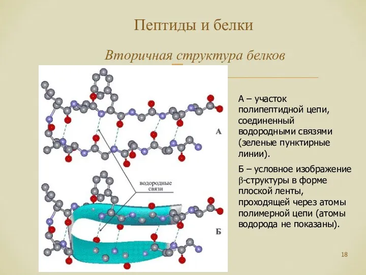 Пептиды и белки Вторичная структура белков А – участок полипептидной