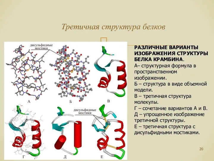 Третичная структура белков РАЗЛИЧНЫЕ ВАРИАНТЫ ИЗОБРАЖЕНИЯ СТРУКТУРЫ БЕЛКА КРАМБИНА. А–