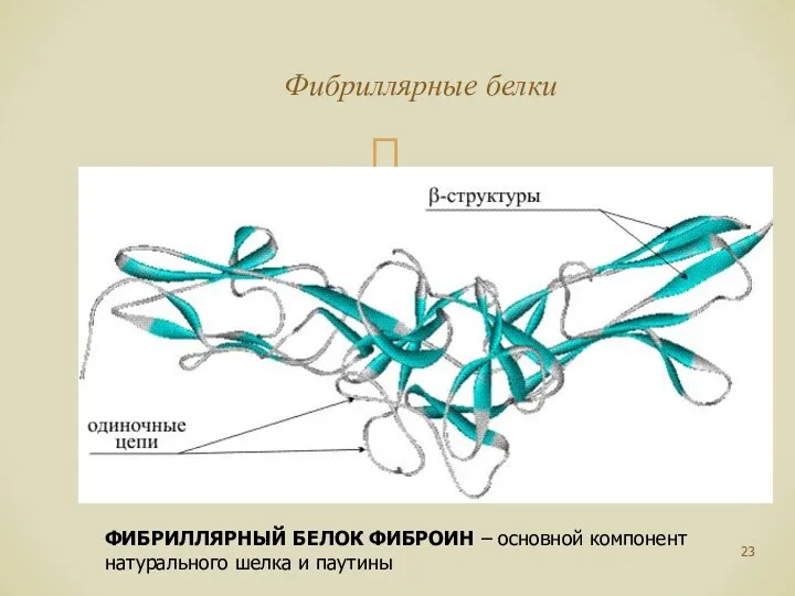 Фибриллярные белки ФИБРИЛЛЯРНЫЙ БЕЛОК ФИБРОИН – основной компонент натурального шелка и паутины