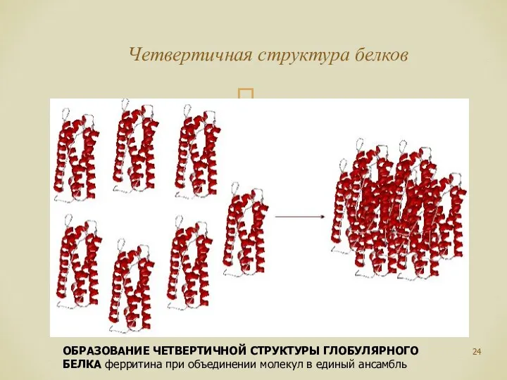 Четвертичная структура белков ОБРАЗОВАНИЕ ЧЕТВЕРТИЧНОЙ СТРУКТУРЫ ГЛОБУЛЯРНОГО БЕЛКА ферритина при объединении молекул в единый ансамбль