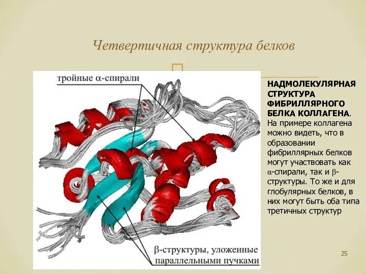 Четвертичная структура белков НАДМОЛЕКУЛЯРНАЯ СТРУКТУРА ФИБРИЛЛЯРНОГО БЕЛКА КОЛЛАГЕНА. На примере