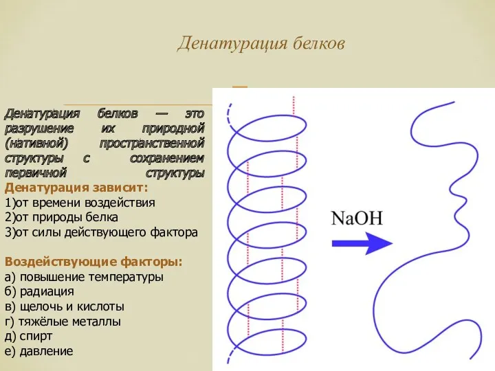 Денатурация белков Денатурация белков — это разрушение их природной (нативной)