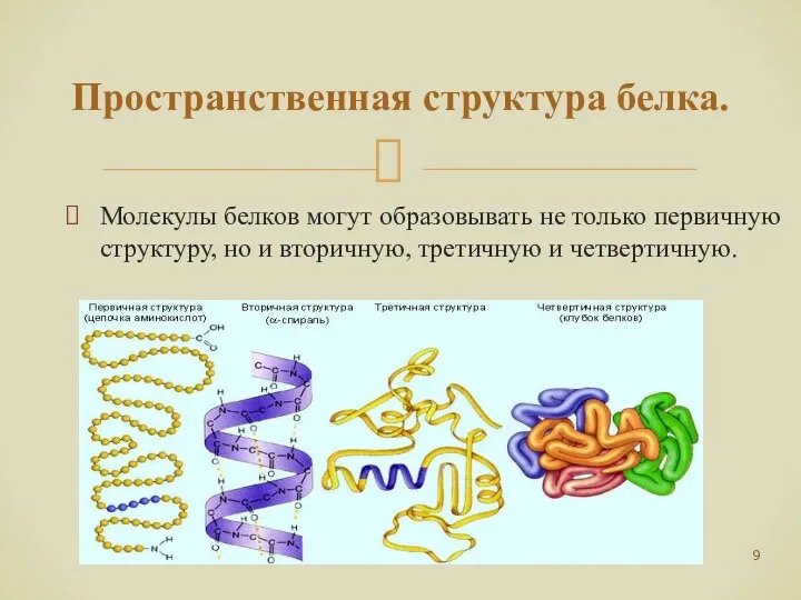 Пространственная структура белка. Молекулы белков могут образовывать не только первичную