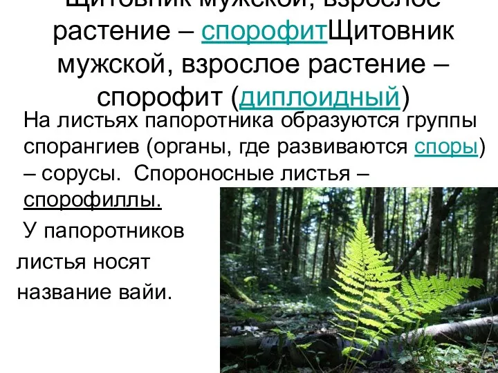 Щитовник мужской, взрослое растение – спорофитЩитовник мужской, взрослое растение –