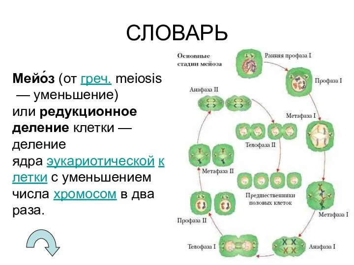 СЛОВАРЬ Мейо́з (от греч. meiosis — уменьшение) или редукционное деление