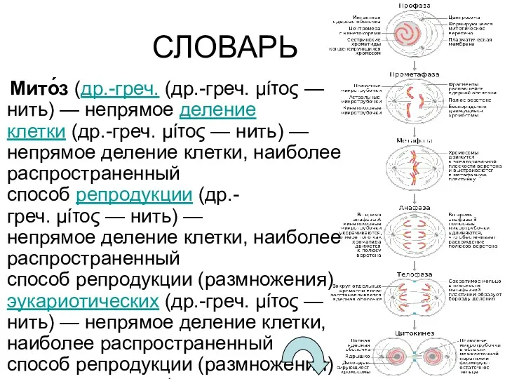 СЛОВАРЬ Мито́з (др.-греч. (др.-греч. μίτος — нить) — непрямое деление