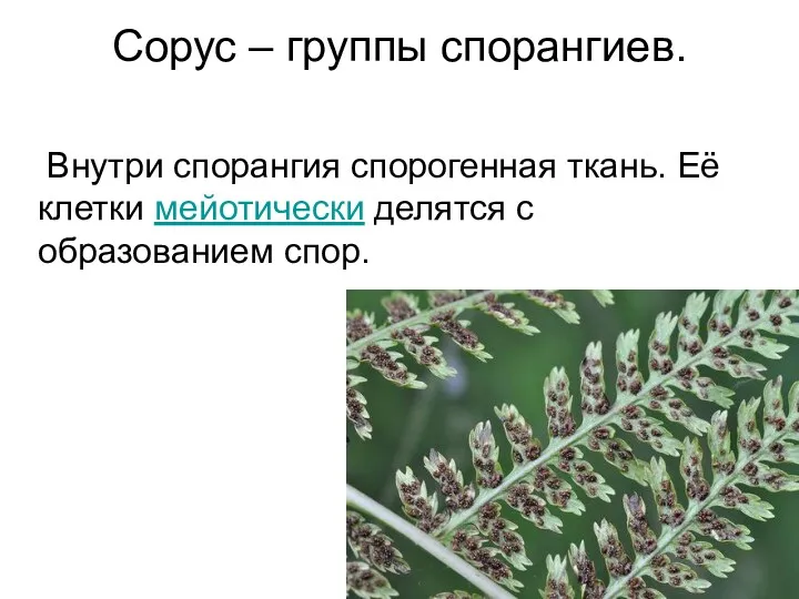 Сорус – группы спорангиев. Внутри спорангия спорогенная ткань. Её клетки мейотически делятся с образованием спор.