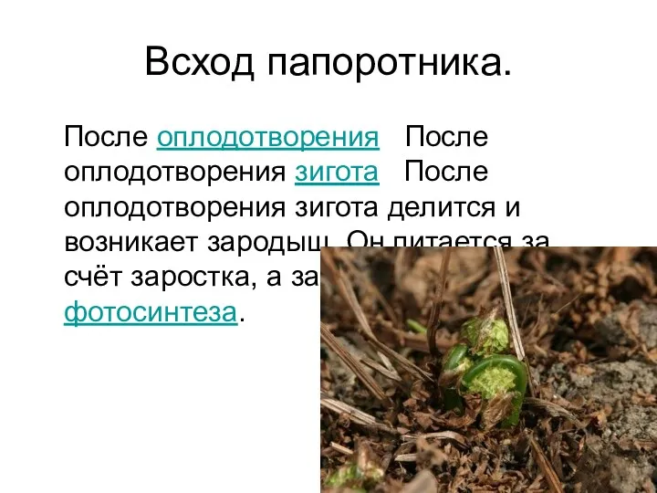 Всход папоротника. После оплодотворения После оплодотворения зигота После оплодотворения зигота