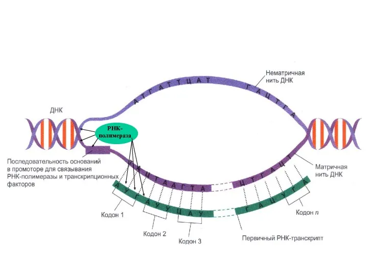 РНК-полимераза