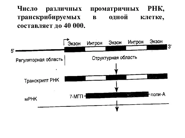 Число различных проматричных РНК, транскрибируемых в одной клетке, составляет до 40 000.