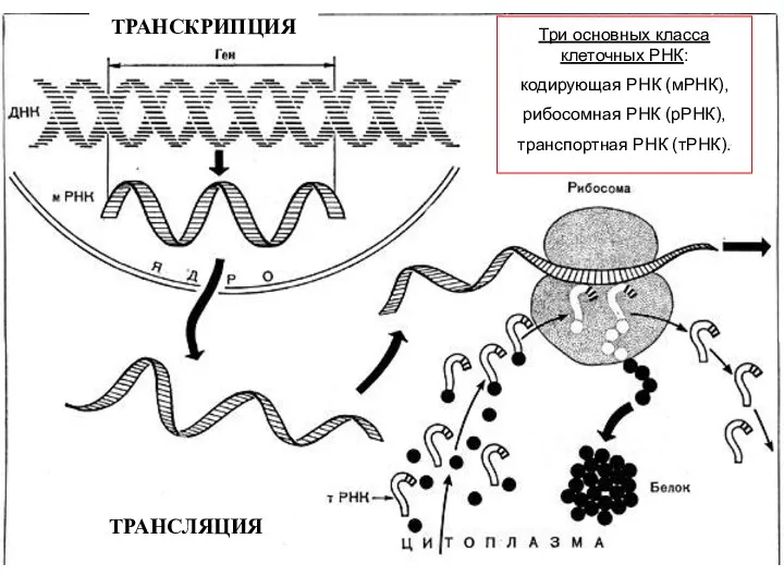 ТРАНСКРИПЦИЯ ТРАНСЛЯЦИЯ Три основных класса клеточных РНК: кодирующая РНК (мРНК), рибосомная РНК (рРНК), транспортная РНК (тРНК).