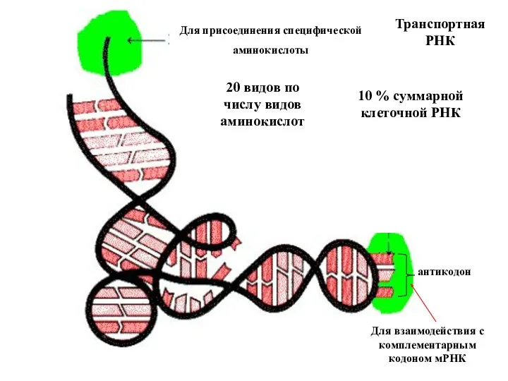 антикодон Транспортная РНК 10 % суммарной клеточной РНК 20 видов
