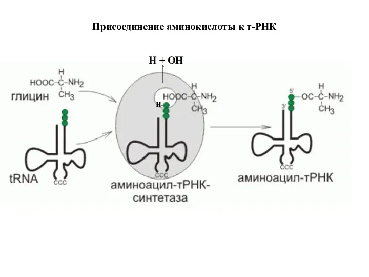 Присоединение аминокислоты к т-РНК Н + ОН Н-